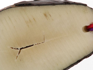 Avorio vegetale: seconda immagine del materiale